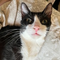 Photo of Bessie *9 Lives Project Rescue*