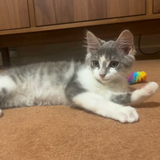 Photo of Chairman Meow