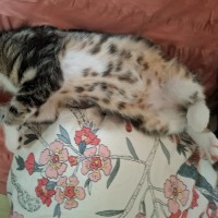 Photo of Blush ** 2nd Chance Cat Rescue **