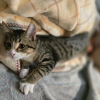 Photo of Milo **2nd Chance Cat Rescue**