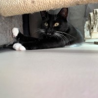 Photo of Zala ** 2nd Chance Cat Rescue **