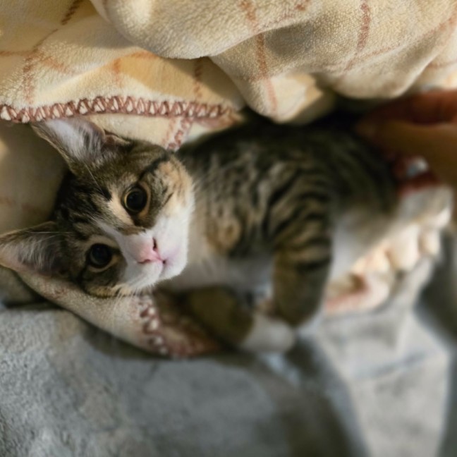 Photo of Milo **2nd Chance Cat Rescue**