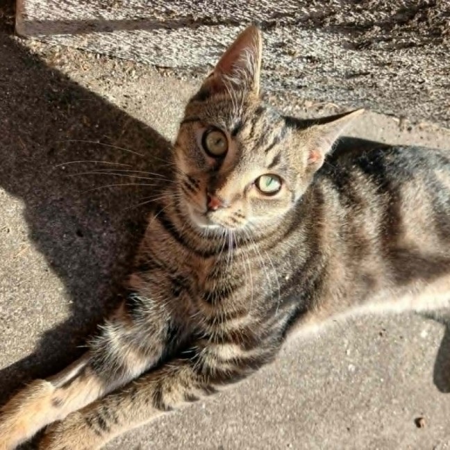 Photo of Cookie