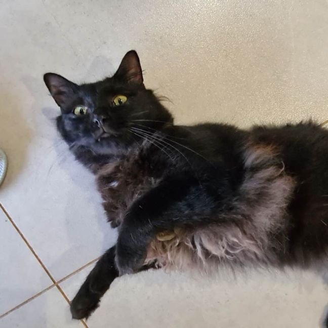 Photo of Vader