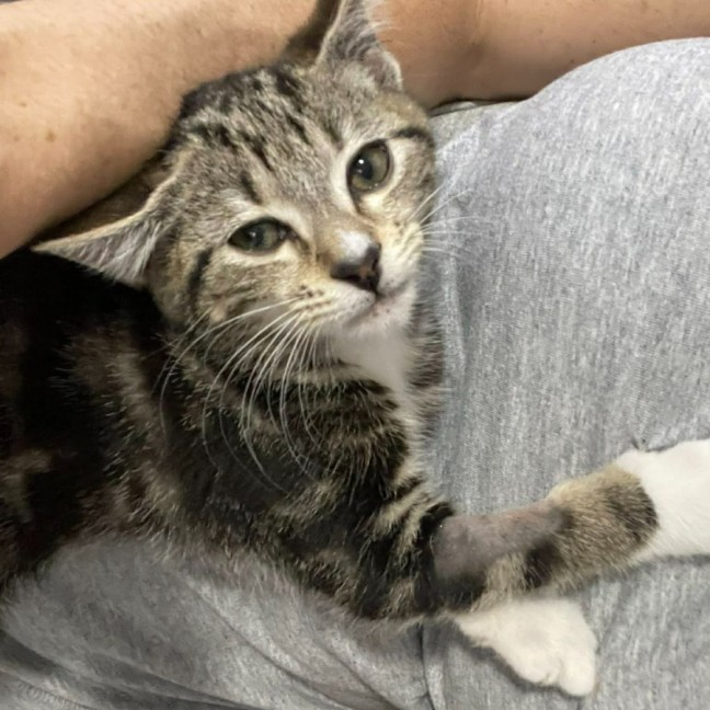 Photo of Sailor   In Foster Care In Bentleigh East