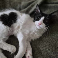 Photo of Mary Anne **2nd Chance Cat Rescue**