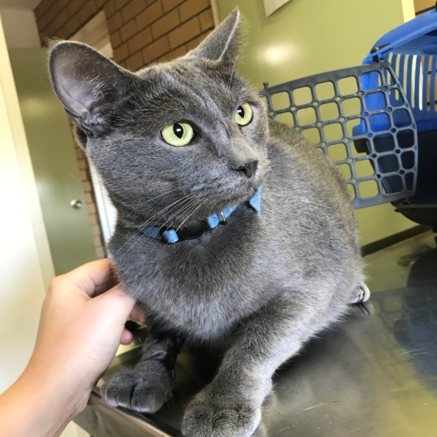 Photo of Smokey