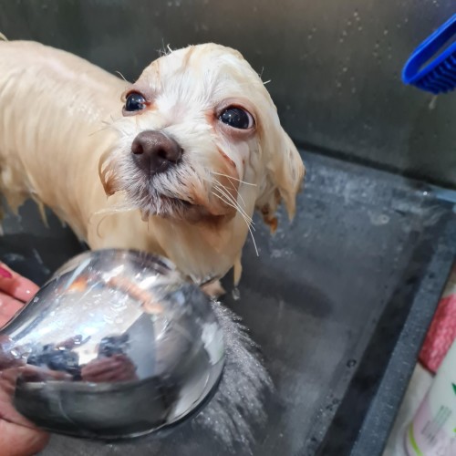 Chip ~ 1yr Old Maltese X (On Trial 30/09/21)
