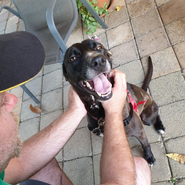 Photo of Nebula Dl2401 