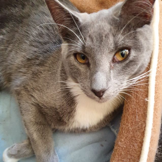 Photo of Rascal