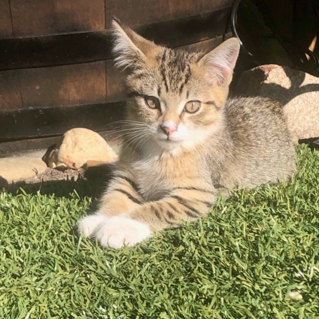 Photo of Milo
