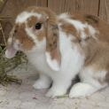 Photo of Stanley