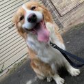 Photo of Bronte