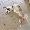 Photo of Sheba