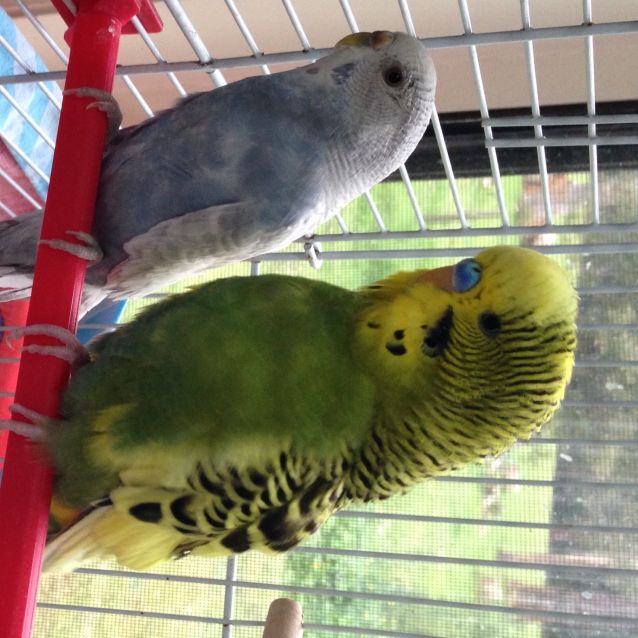 budgies for adoption
