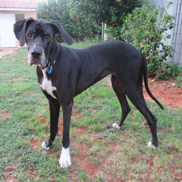 Photo of Lucy *On Trial In Her New Home*