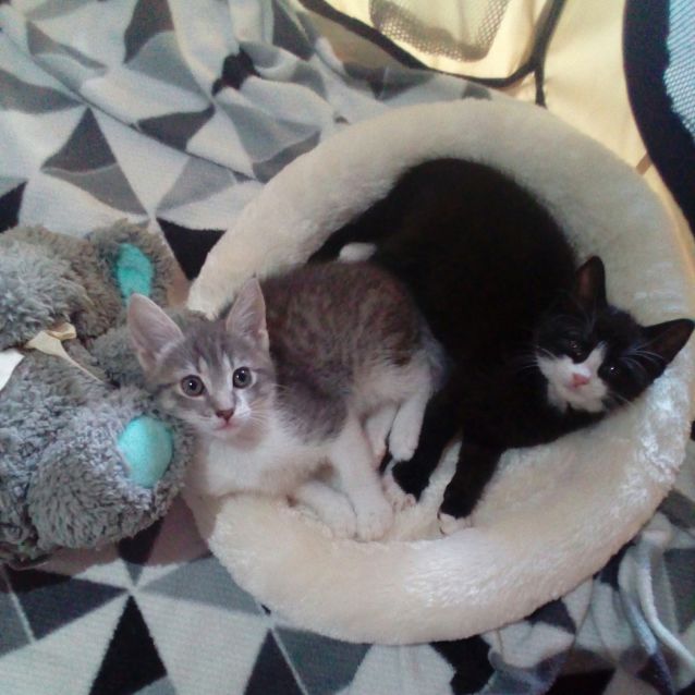 Photo of Affectionate Loving Bonded Pair   Mia & Voxy