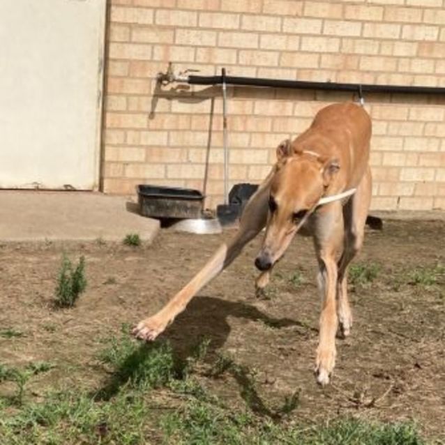 Photo of Buddy