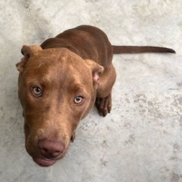Pitbull x kelpie sales