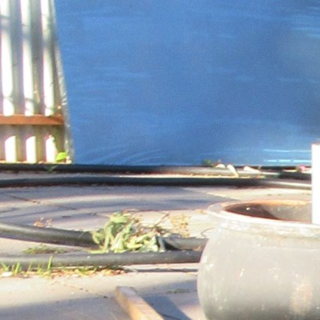 Photo of Ava *On Trial In Her New Home*