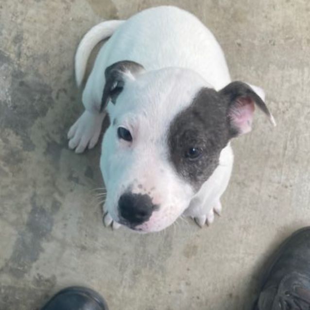 Photo of Merle
