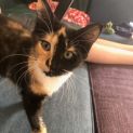 Photo of Sorrel Located In Thornbury