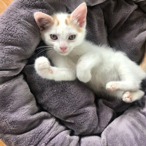 Edward - Located in St Kilda