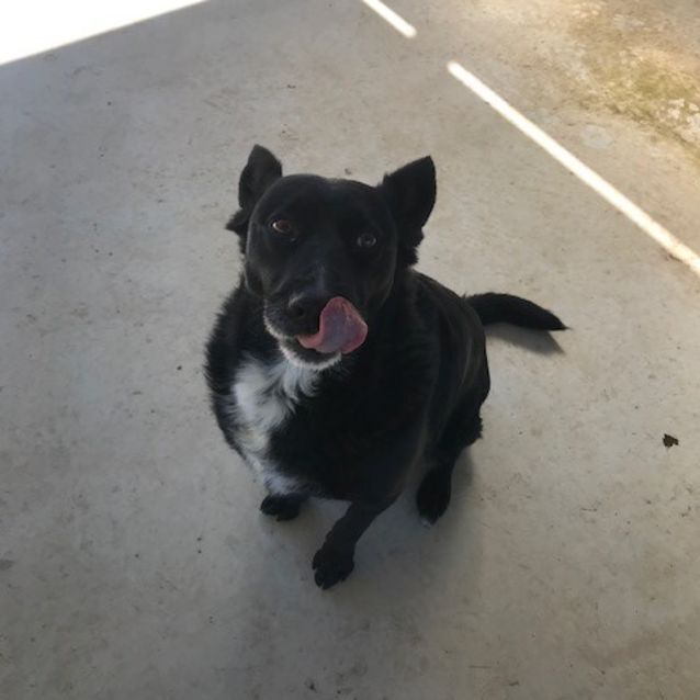 Photo of Brandy
