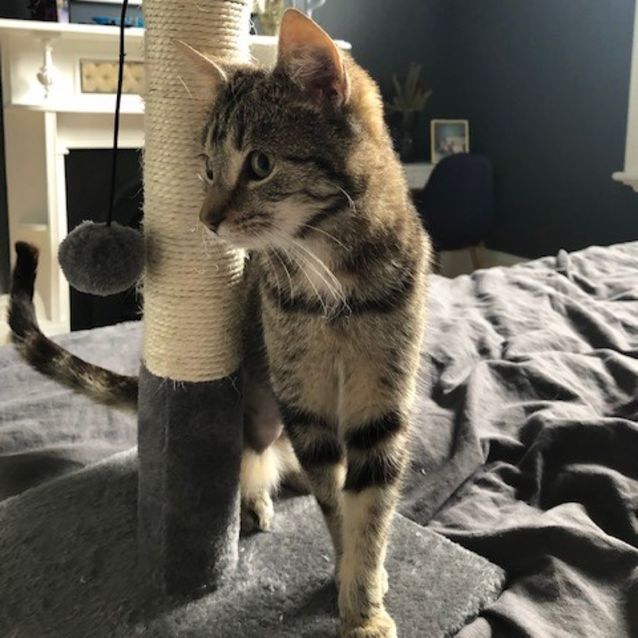 Photo of Phoebe   Located In Williamstown