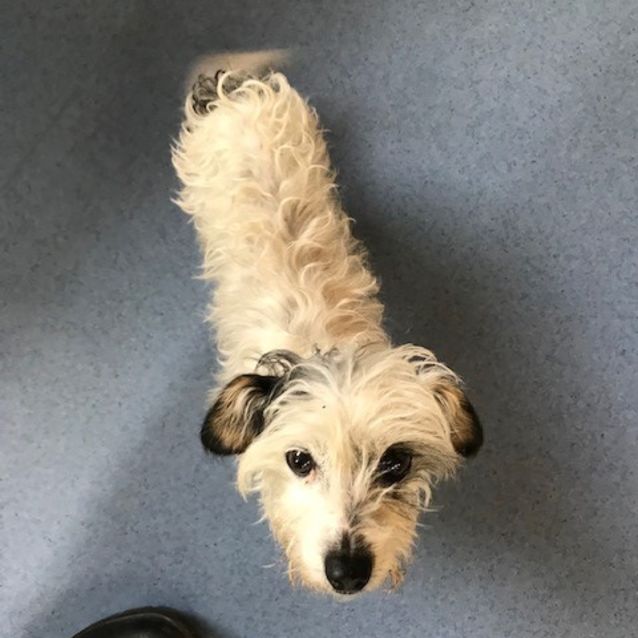 Photo of Patch