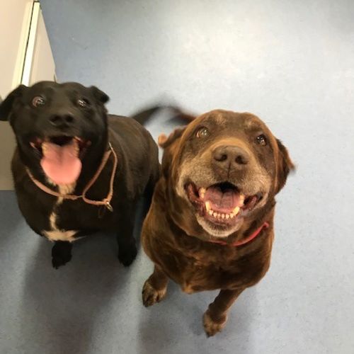 Bella & Lily