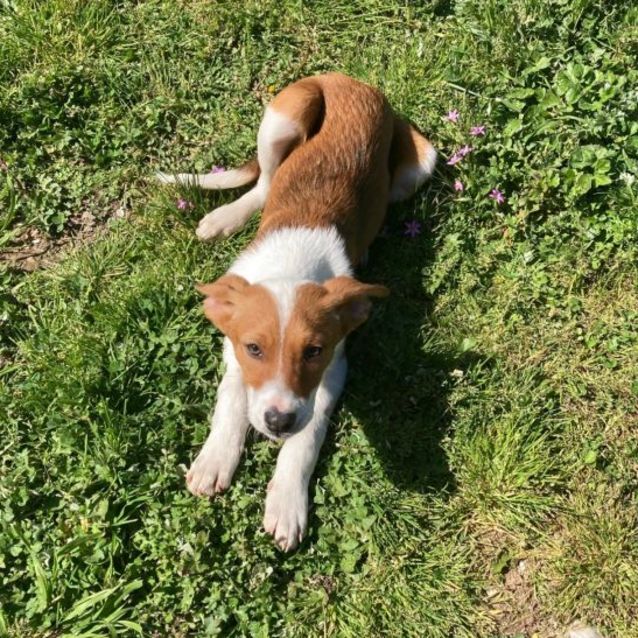 Photo of Pepper 