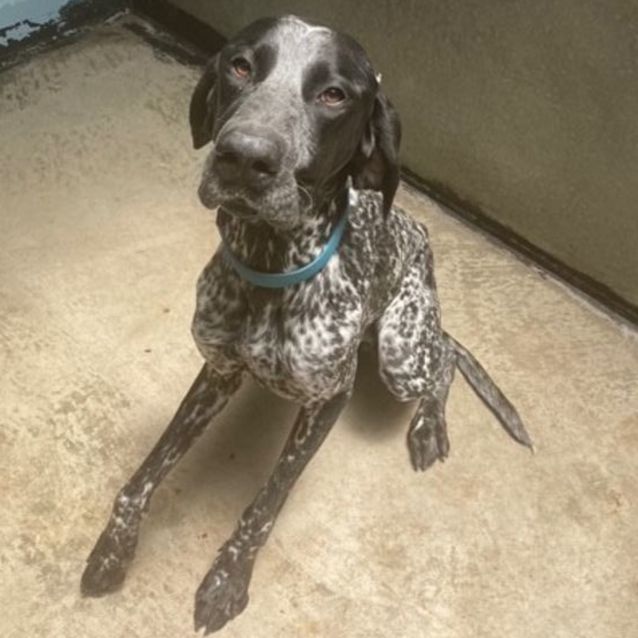 German shorthaired pointer rehome sales