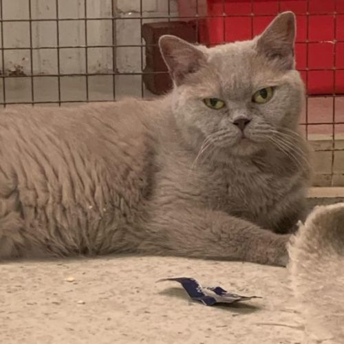 Sophie **2nd Chance Cat Rescue**
