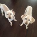 Photo of William Dl2060 & Columbo Dl2061