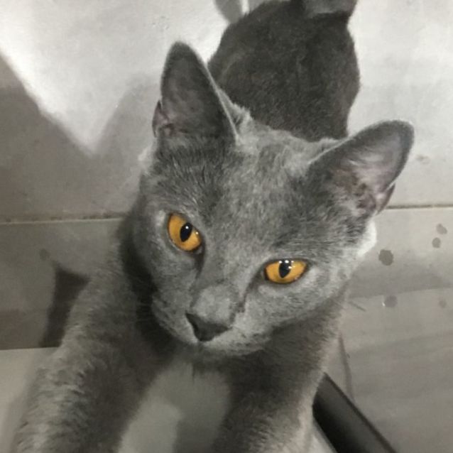 Photo of Smokey