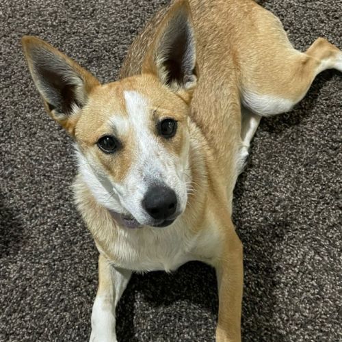 Lucy ~ 8mo Cattle Dog X(On Trial 17/7/22)