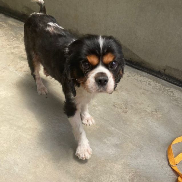 Photo of Oscar