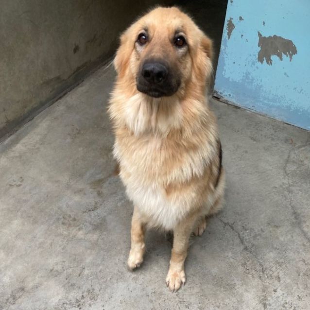 Photo of Sheba