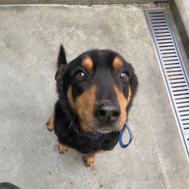 Photo of Rover
