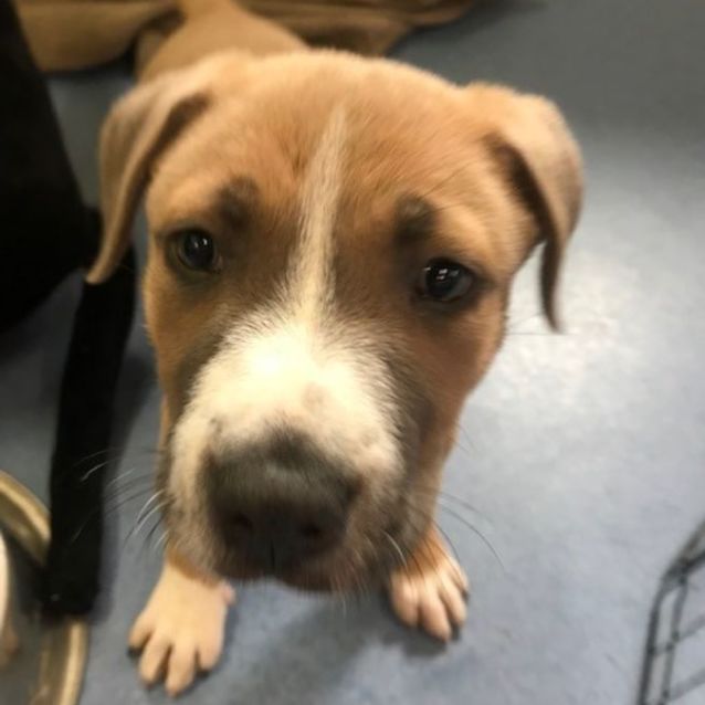 Photo of Diesel