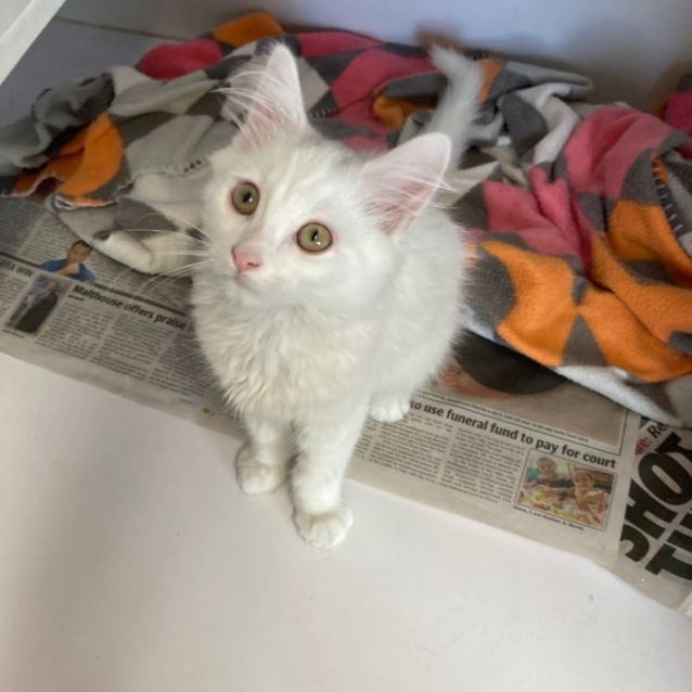 Photo of Casper
