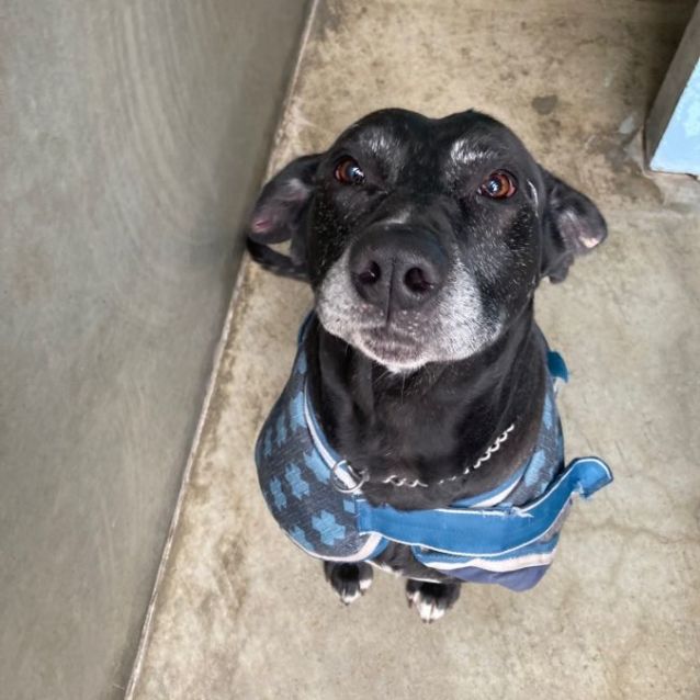 Photo of Dozer
