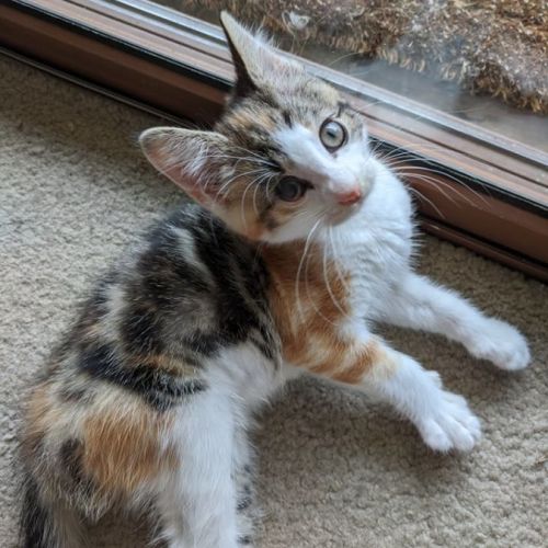 She-ra ** 2nd Chance Cat Rescue**