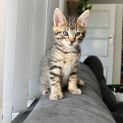 Photo of Gemini