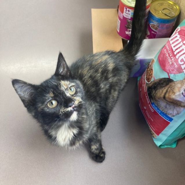 Photo of Mischief 