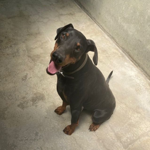 Photo of Panzer 