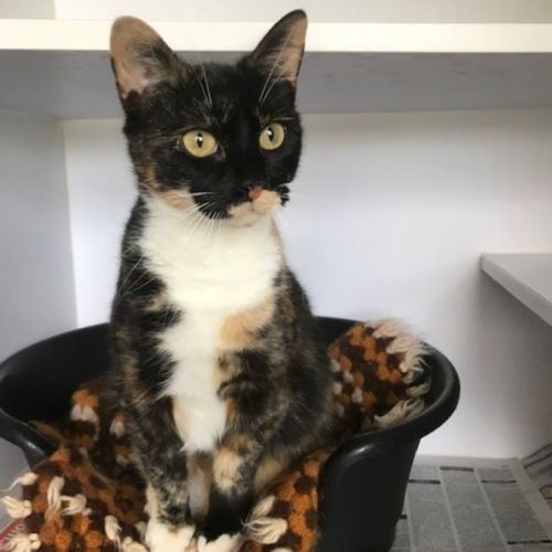 Bella