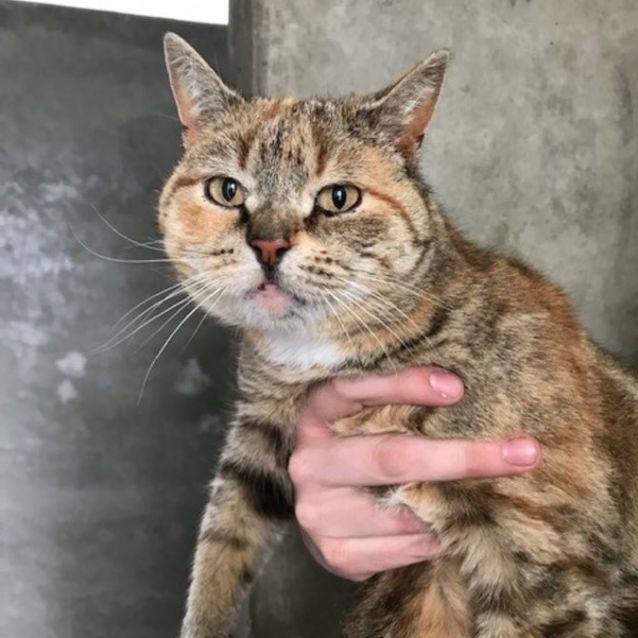 Photo of Ruby