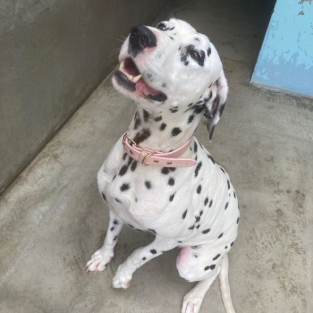 Photo of Pearl